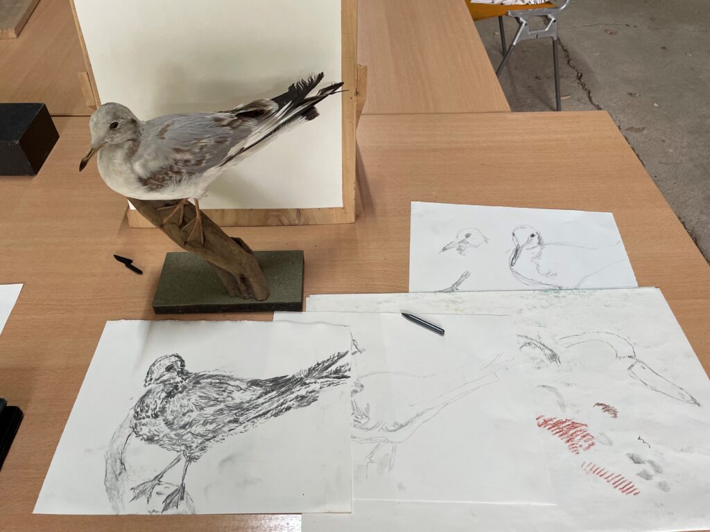 tekening-van-meeuw-tijdens-creatieve-vakantie-in-Frankrijk