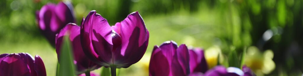tulpen om na te tekenen tijdens teken en schildervakanties in Frankrijk
